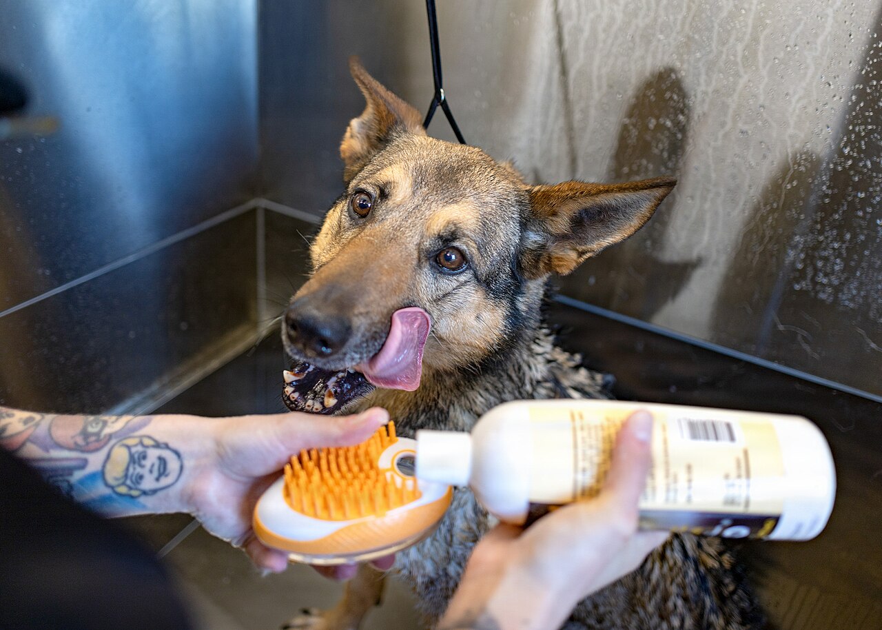 Cachorro recebendo shampoo durante o banho