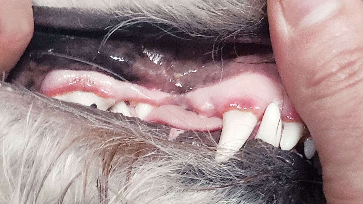 Gengiva inflamada e avermelhada em cão, sinal clássico de gengivite