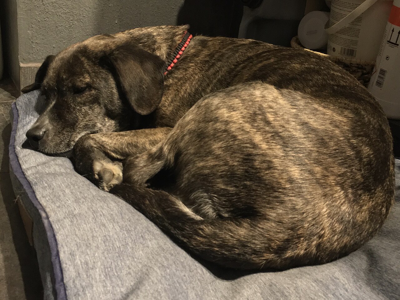 Cão descansando após episódio, representando a fase pós-ictal