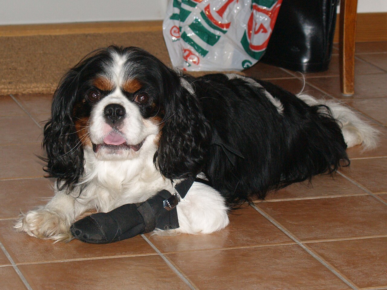 Cão com a pata enfaixada após atendimento de primeiros socorros