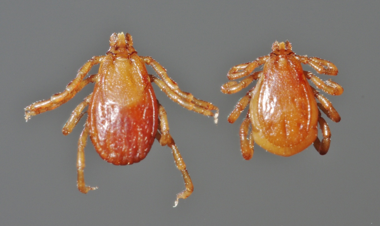Carrapatos macho e fêmea da espécie Rhipicephalus sanguineus