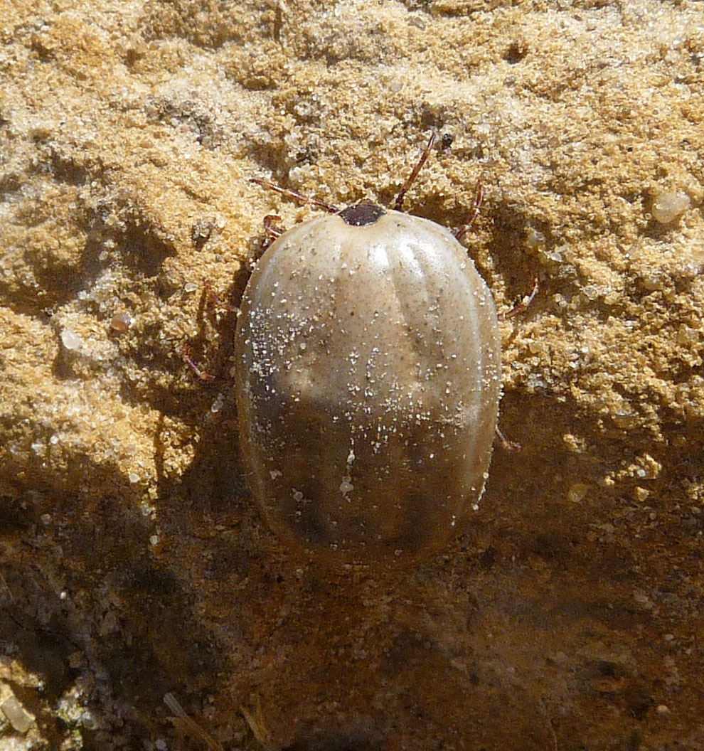 Carrapato marrom do cão (Rhipicephalus sanguineus) sobre a pele