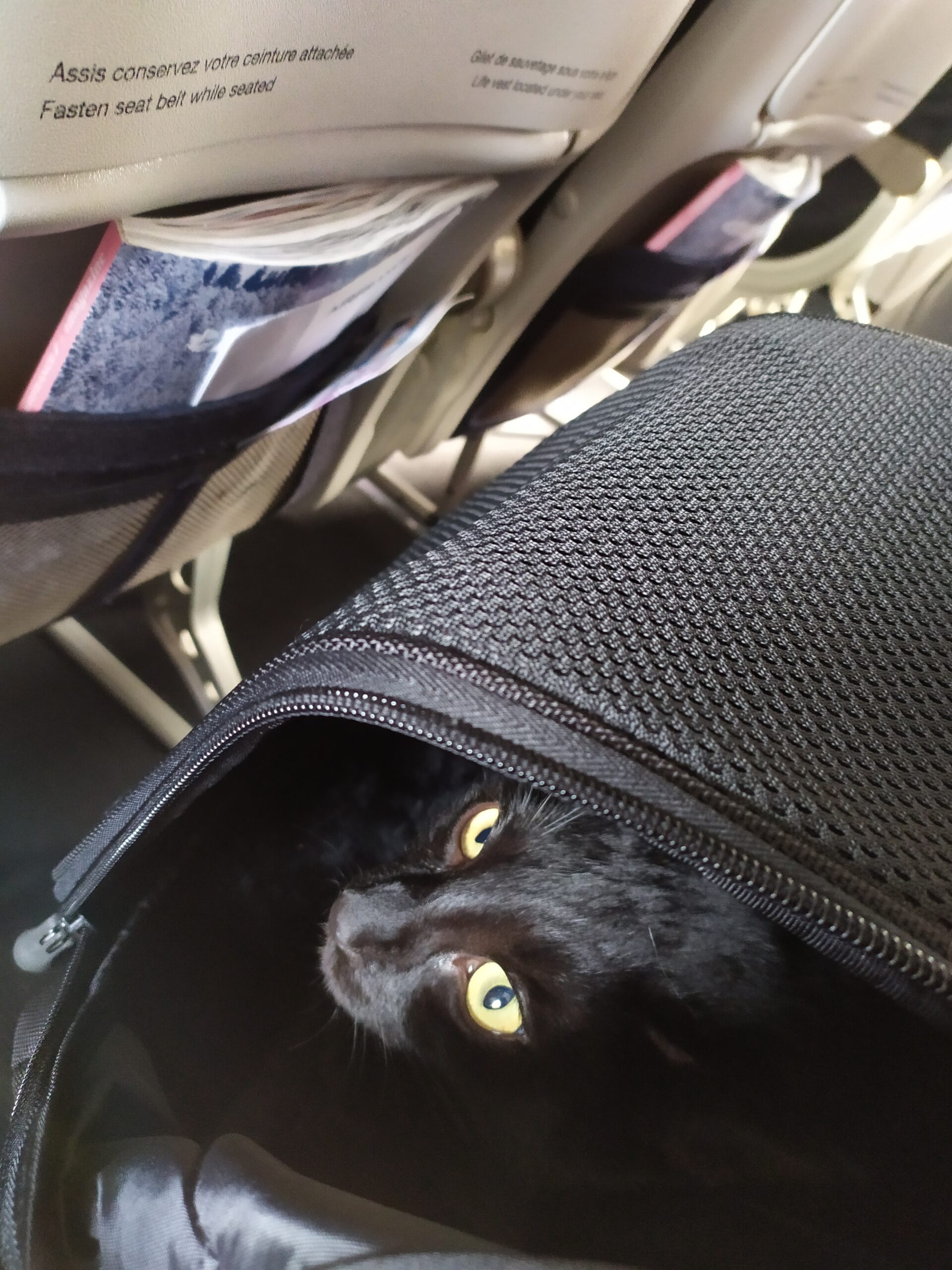 Gato em transportadora dentro da cabine de um avião