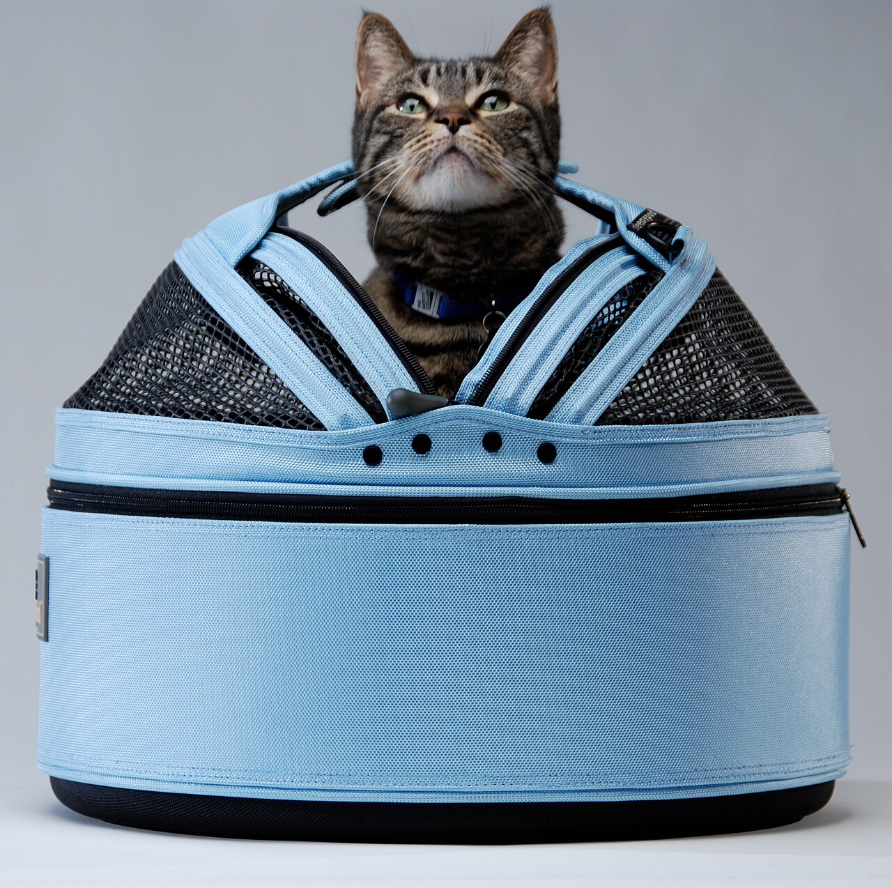 Gato dentro de uma transportadora