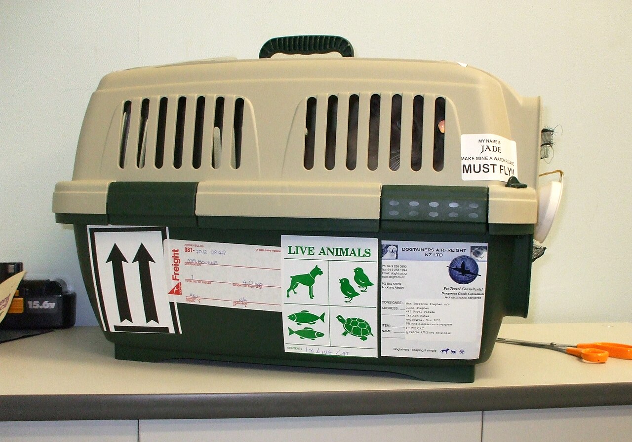 Transportadora rígida de plástico para gatos