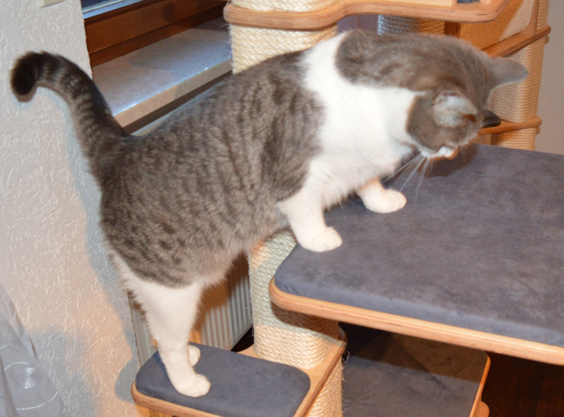 Gato subindo em altura, comportamento natural da espécie