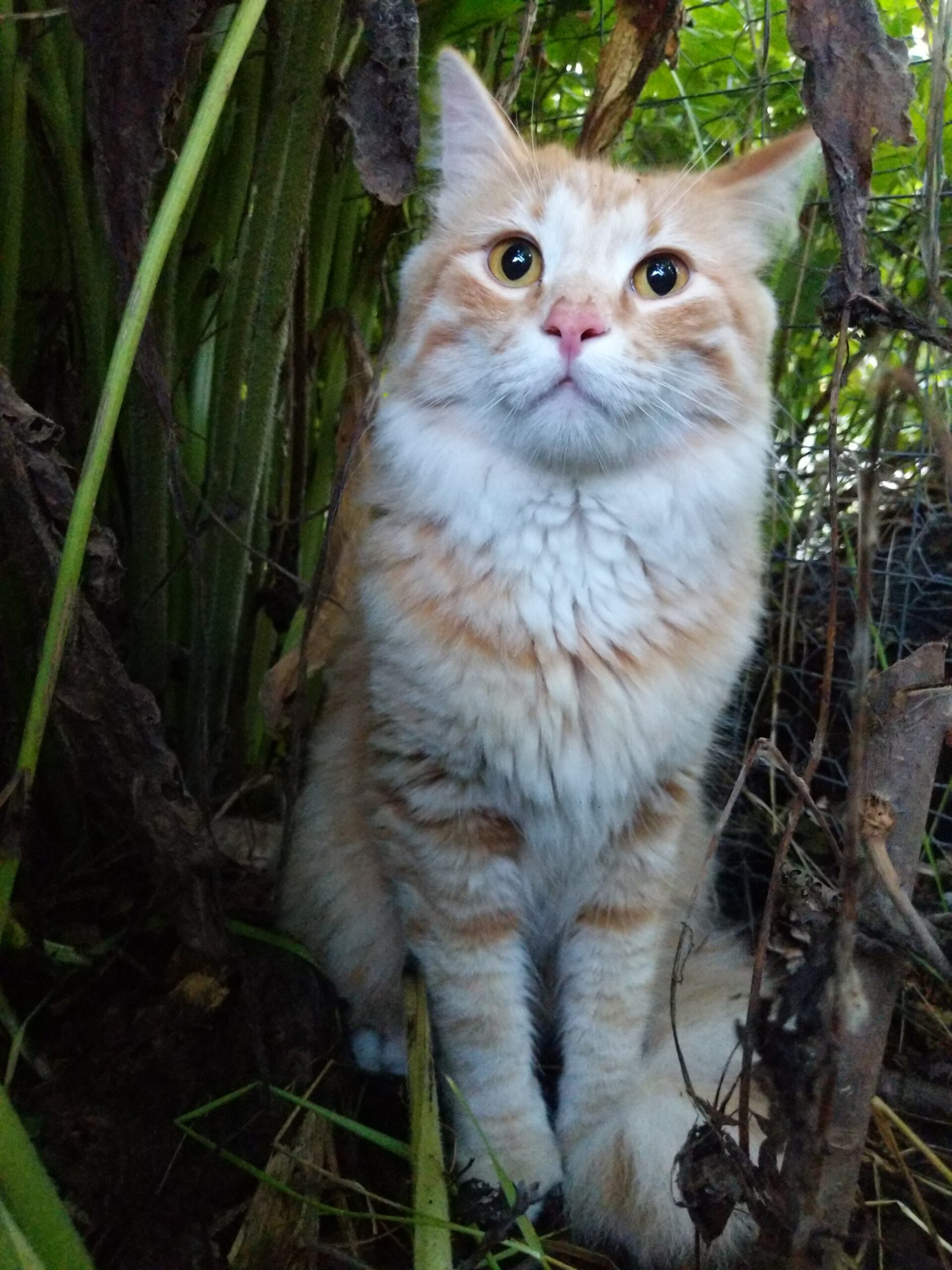 Gato com pupilas dilatadas, um dos sinais de alerta antes da mordida