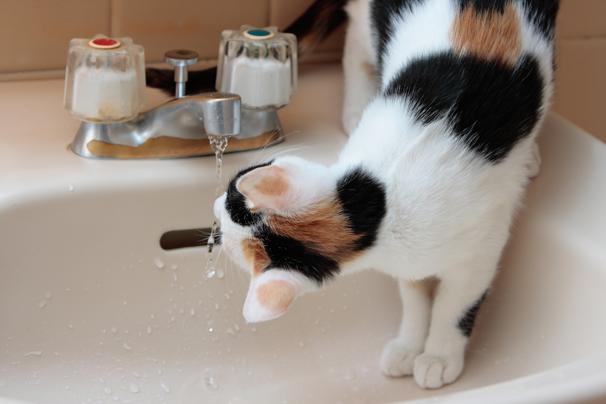 Gato bebendo água em torneira — hidratação adequada ajuda a prevenir constipação