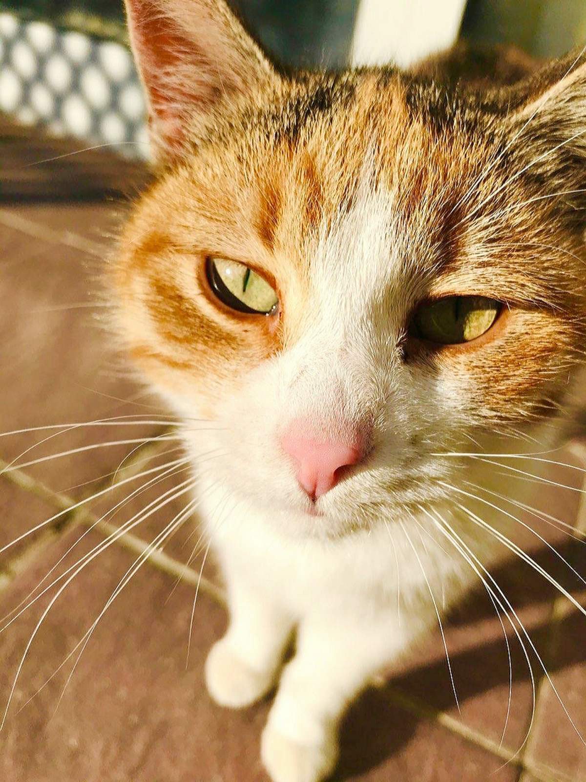 Close-up dos olhos saudáveis de um gato