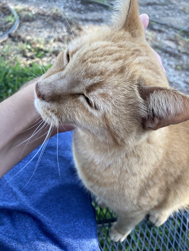 Gato recebendo carinho do tutor durante momento de interação