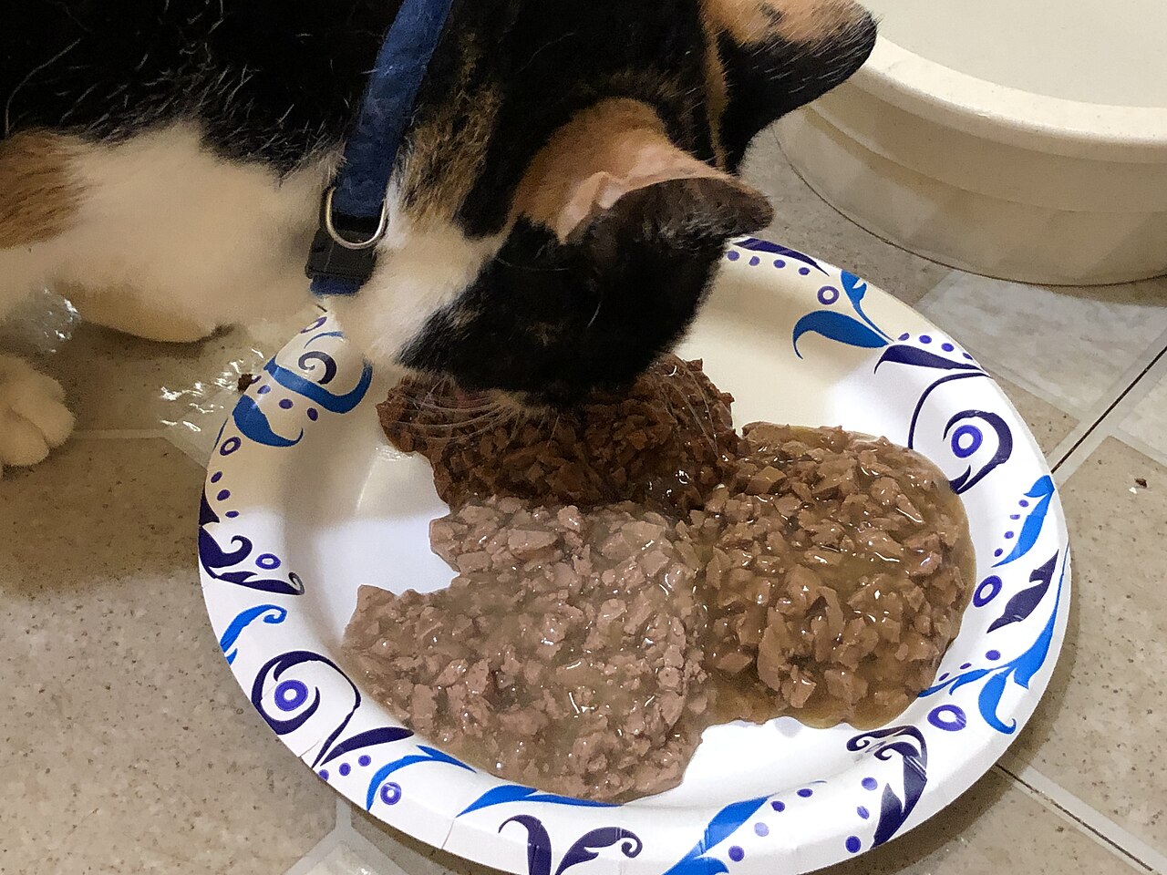 Gato comendo sachê de ração úmida