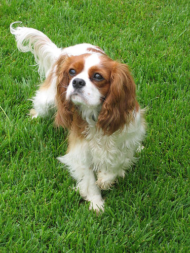 Cavalier King Charles Spaniel, raça com alta predisposição a doença valvar mitral