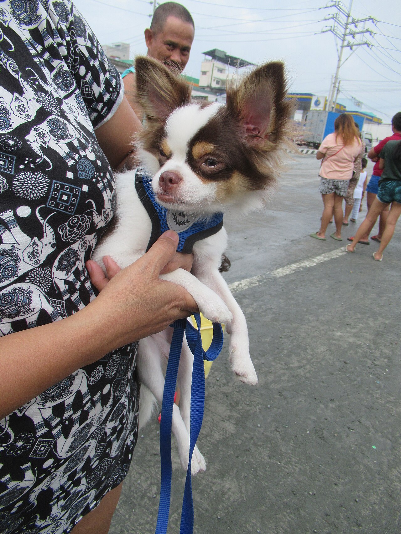 Chihuahua sendo carregado no colo, exemplo de cão de porte pequeno