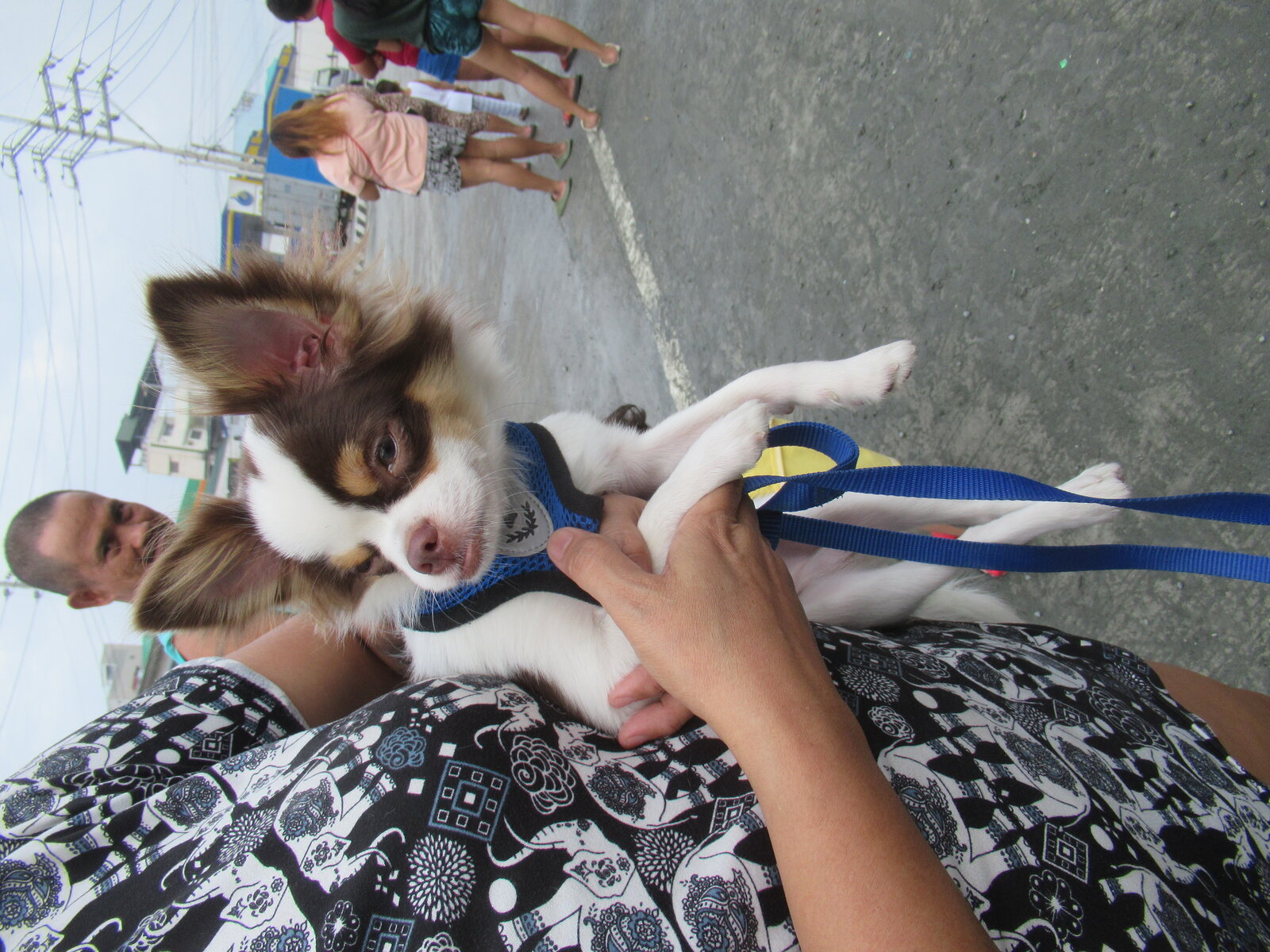 Chihuahua, raça de pequeno porte predisposta à luxação de patela