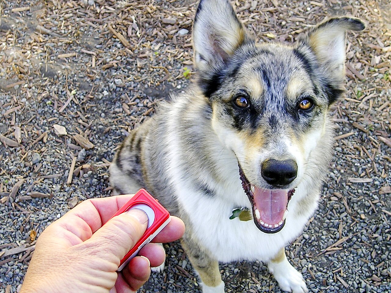Cachorro olhando atento durante sessao de treino com clicker