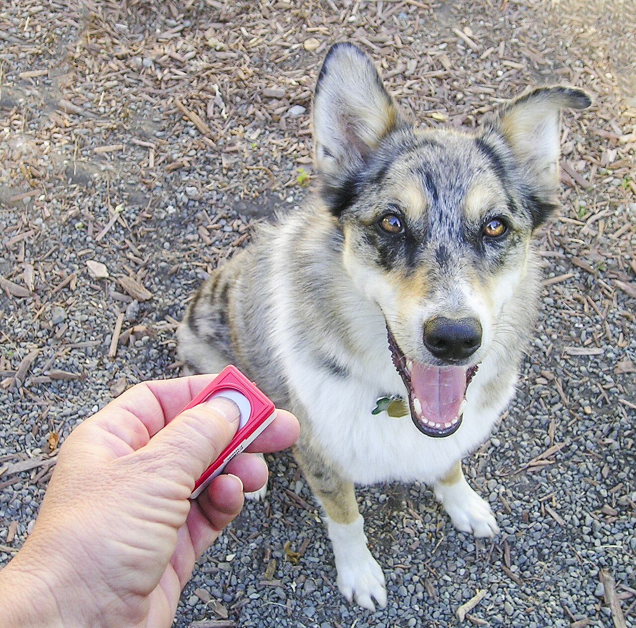 Adestramento de cachorro com uso de clicker