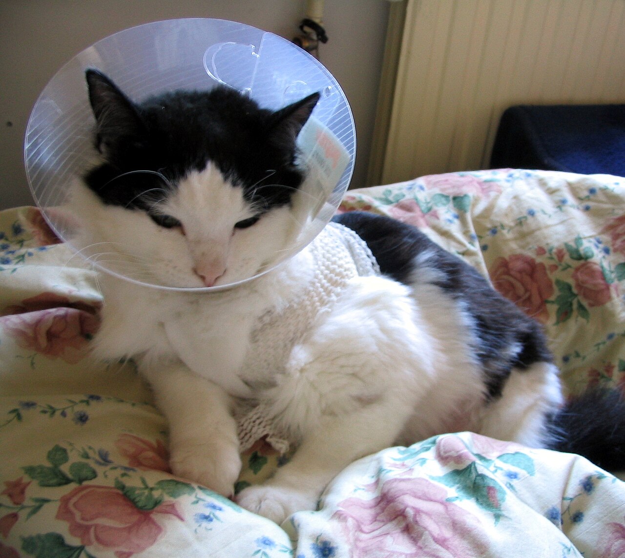 Gato usando colar elizabetano no pós-operatório