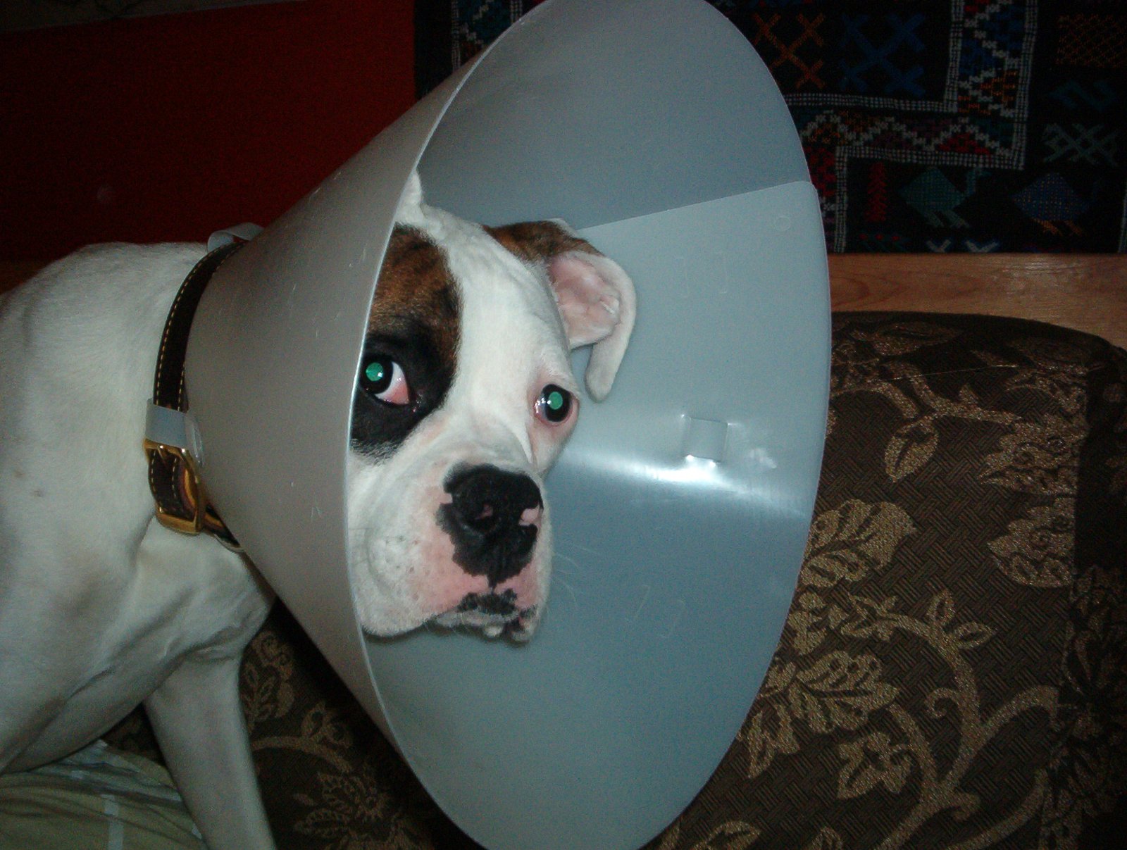 Cachorro usando colar elizabetano rígido tradicional