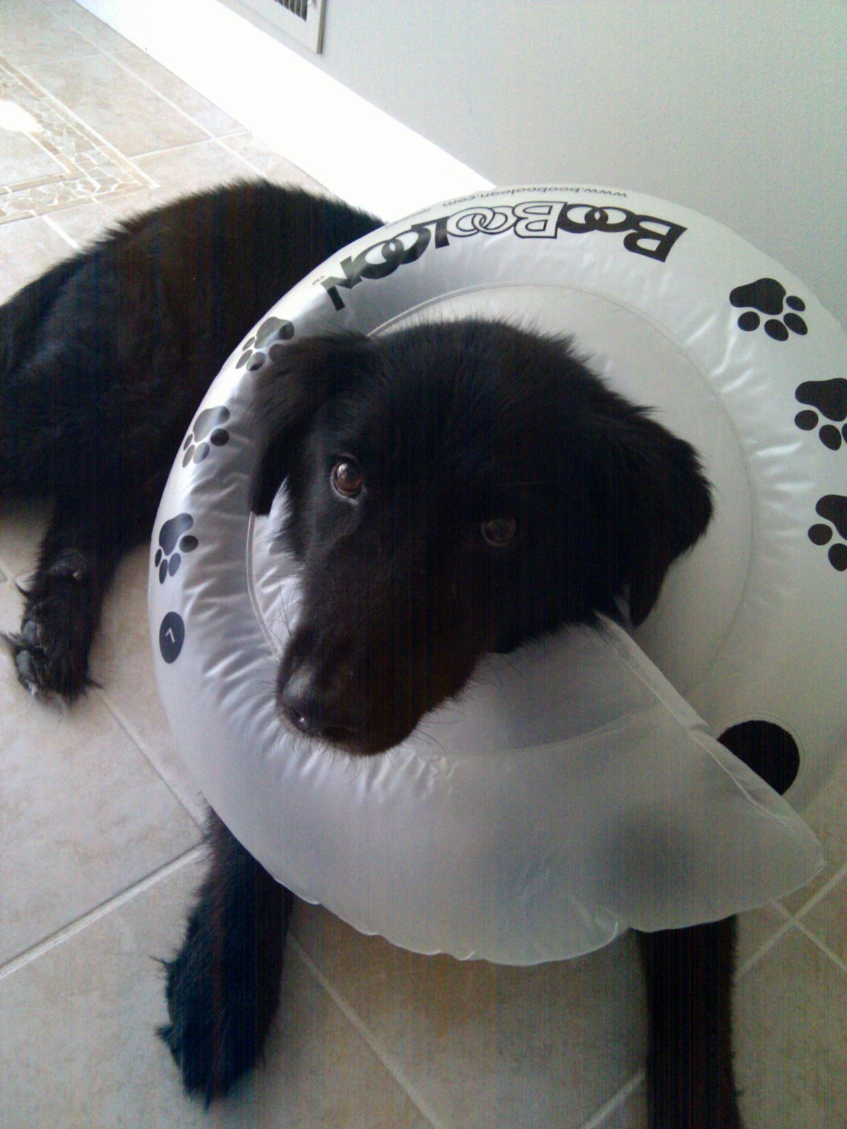 Cachorro usando colar elizabetano inflável