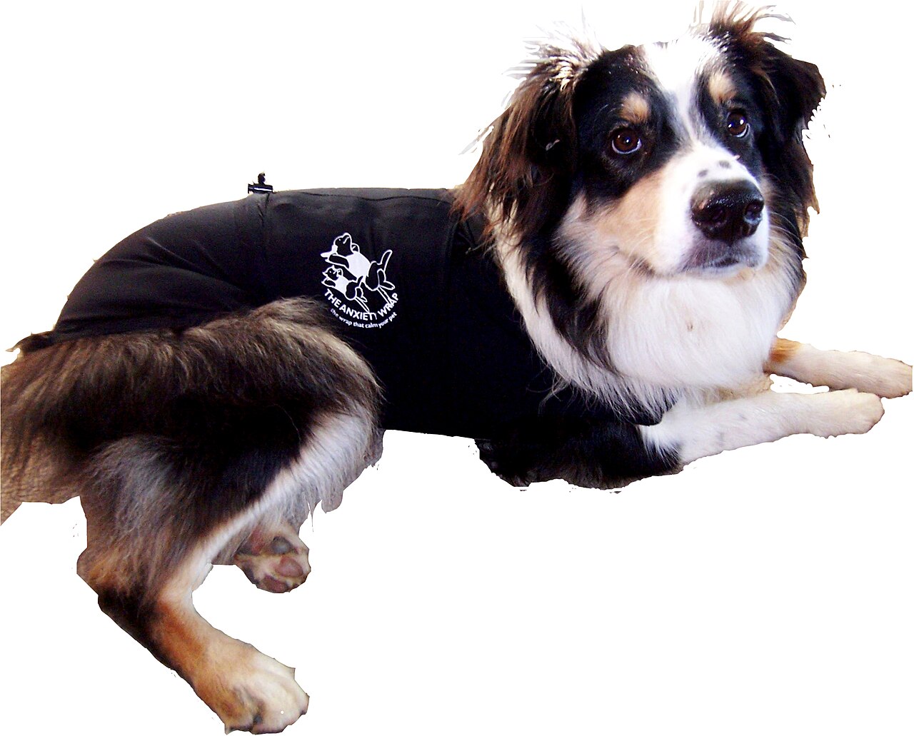 Colete de pressão (tipo Thundershirt) usado para reduzir ansiedade em cães durante eventos estressantes
