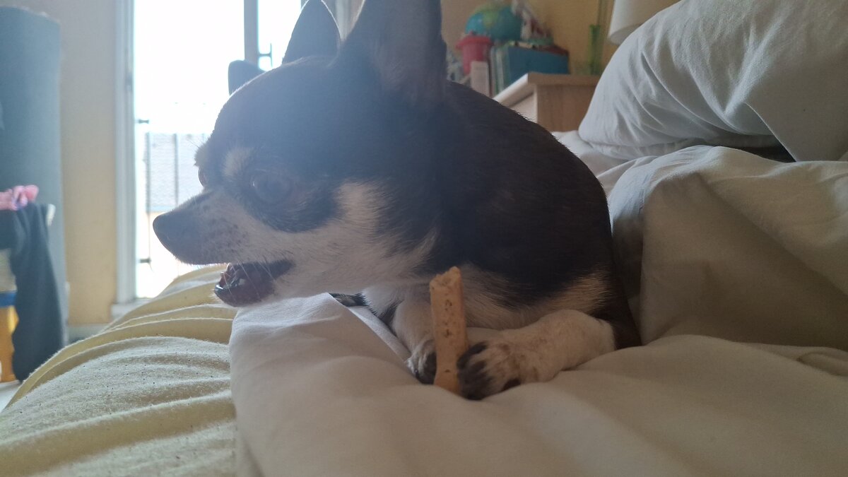 Cachorro de raça pequena comendo, ilustrando a necessidade de comedouro proporcional ao focinho