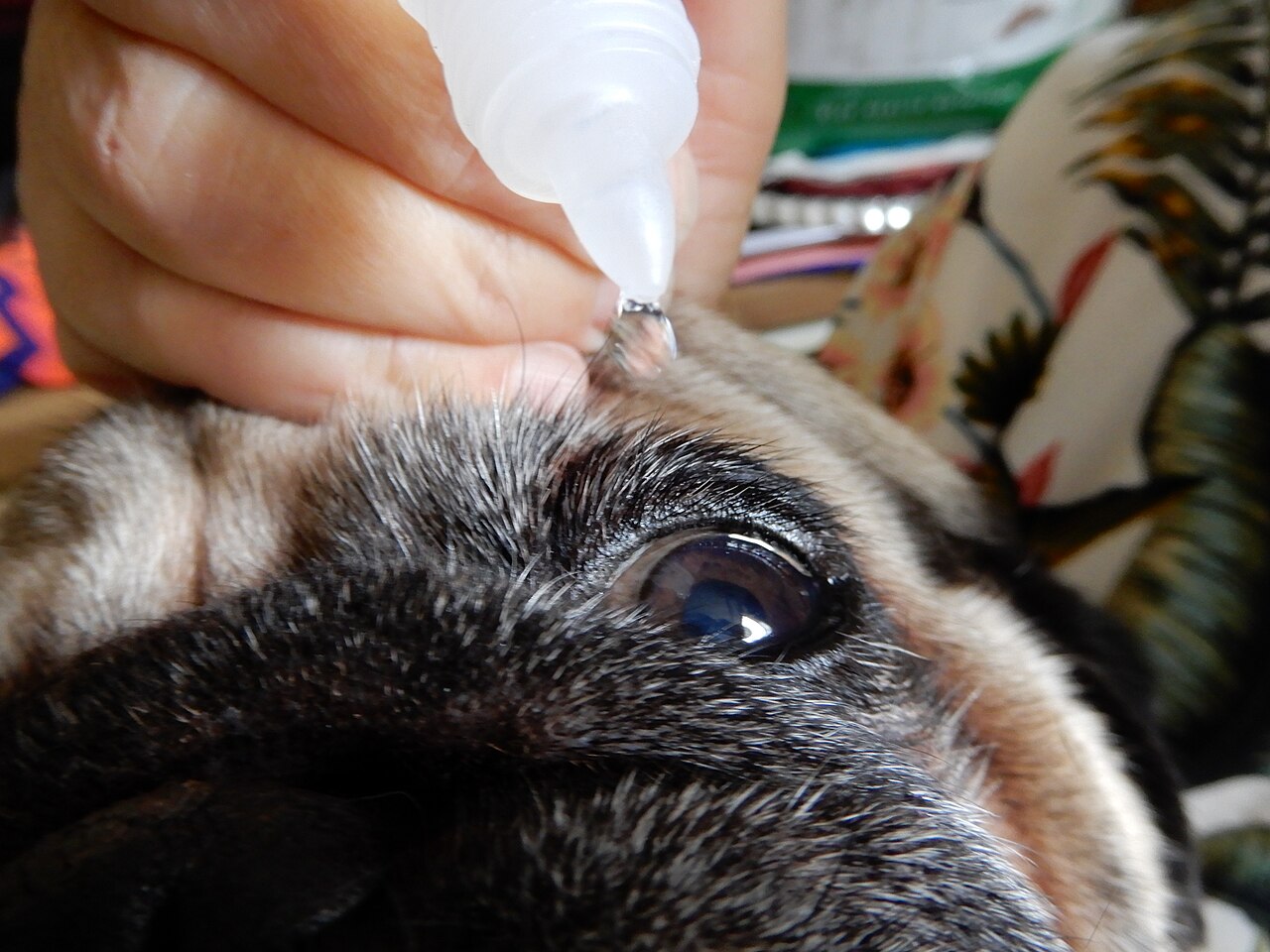 Limpeza do olho de cachorro com soro fisiológico
