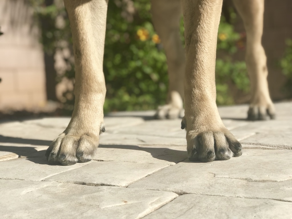 Corte de unhas de cachorro com cortador tipo guilhotina