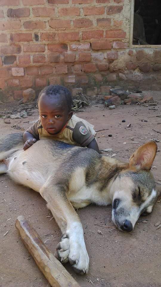 Criança pequena ao lado de cachorro deitado no chão
