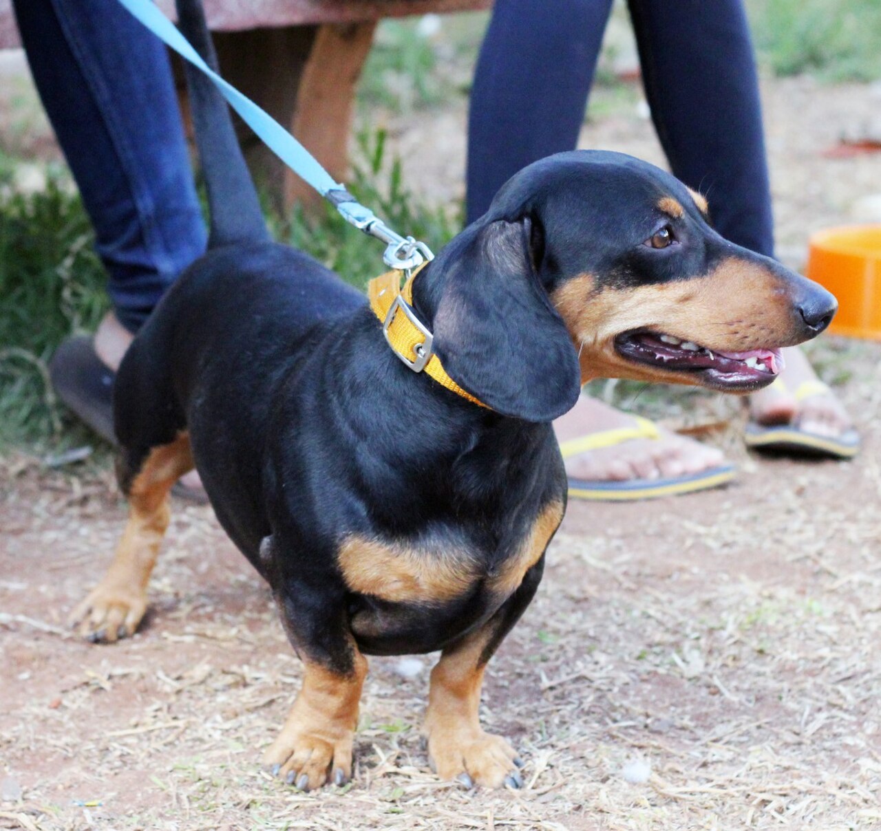 Dachshund, raça condrodistrófica com maior risco de hérnia de disco