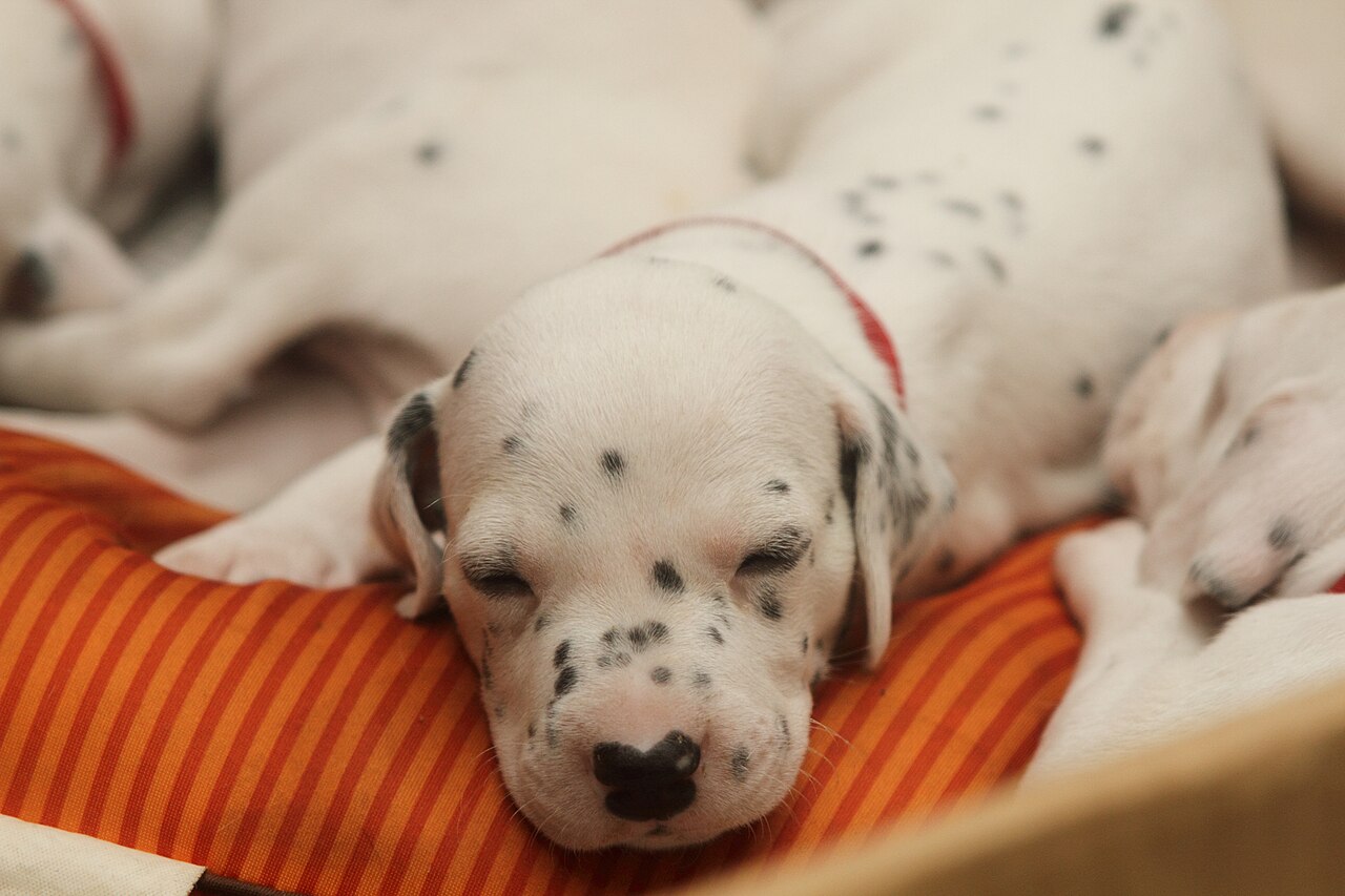 Filhotes de cachorro recém-nascidos que precisam de protocolo intensivo de vermifugação