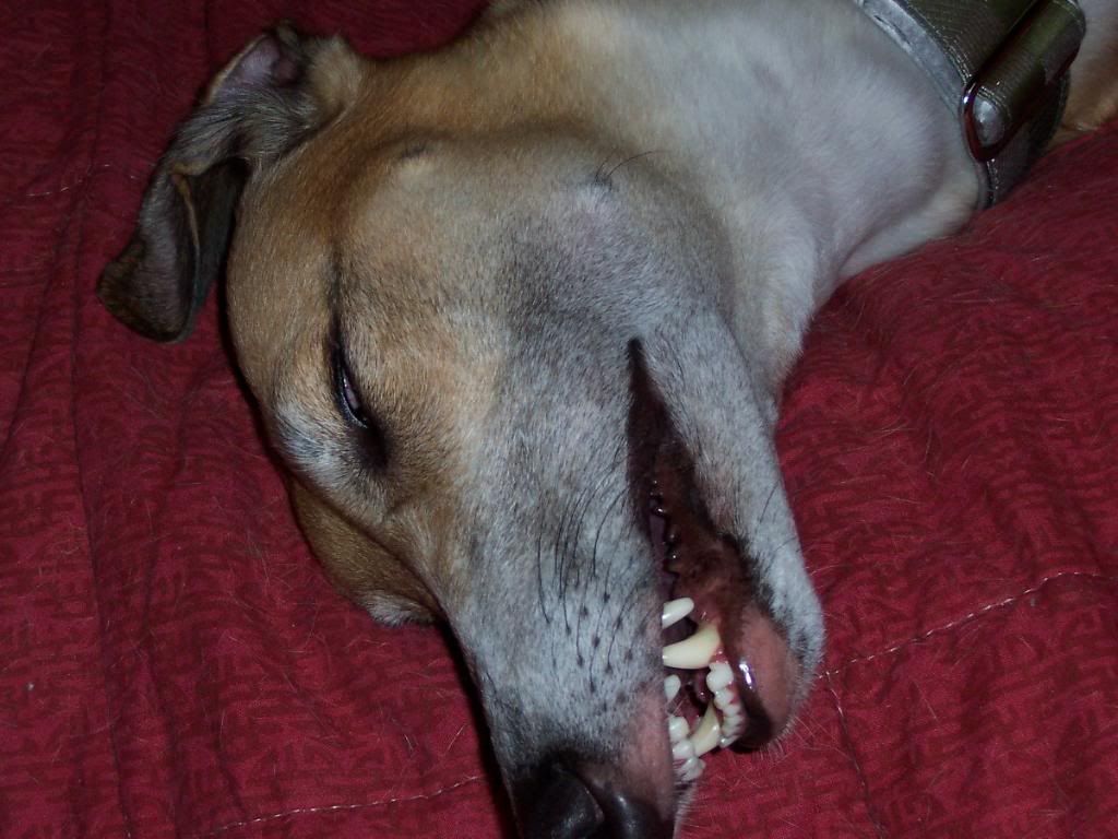 Close-up dos dentes de um cachorro, evidenciando a arcada dentária que deve ser escovada regularmente
