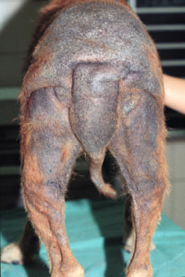 Manchas escuras e hiperpigmentação na pele de um cachorro