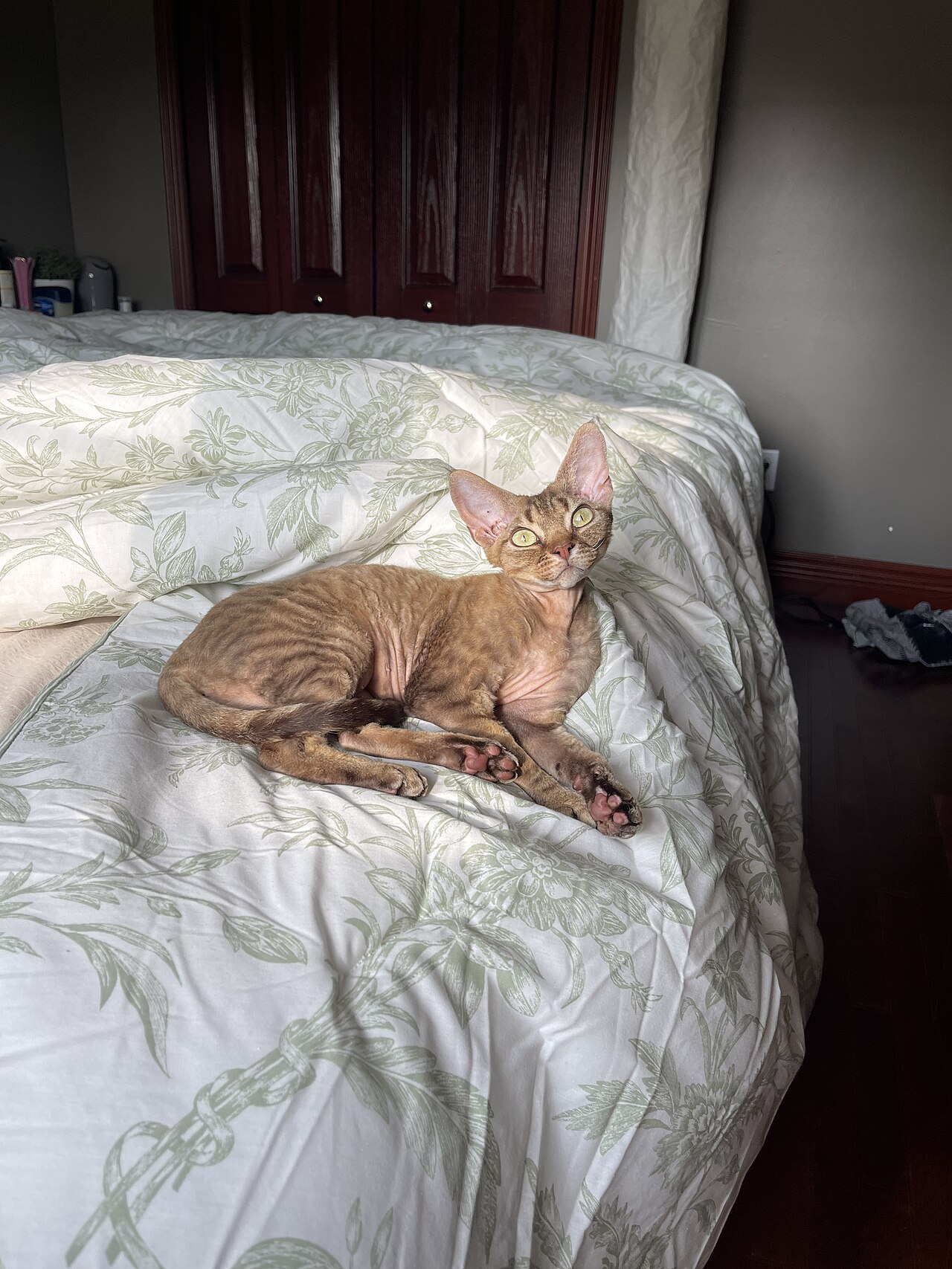 Gato Devon Rex, raça de pelo curto e baixa muda