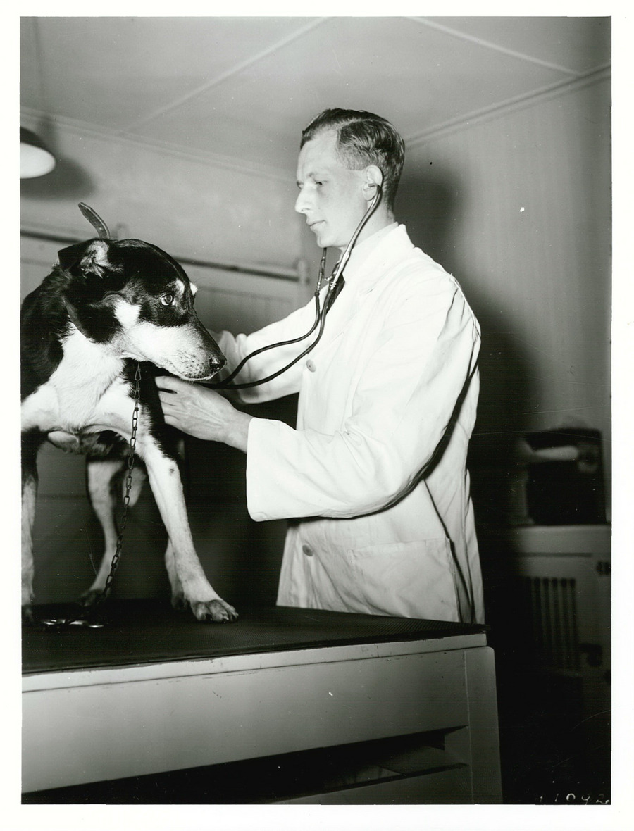 Cão sendo examinado por veterinário durante consulta em clínica