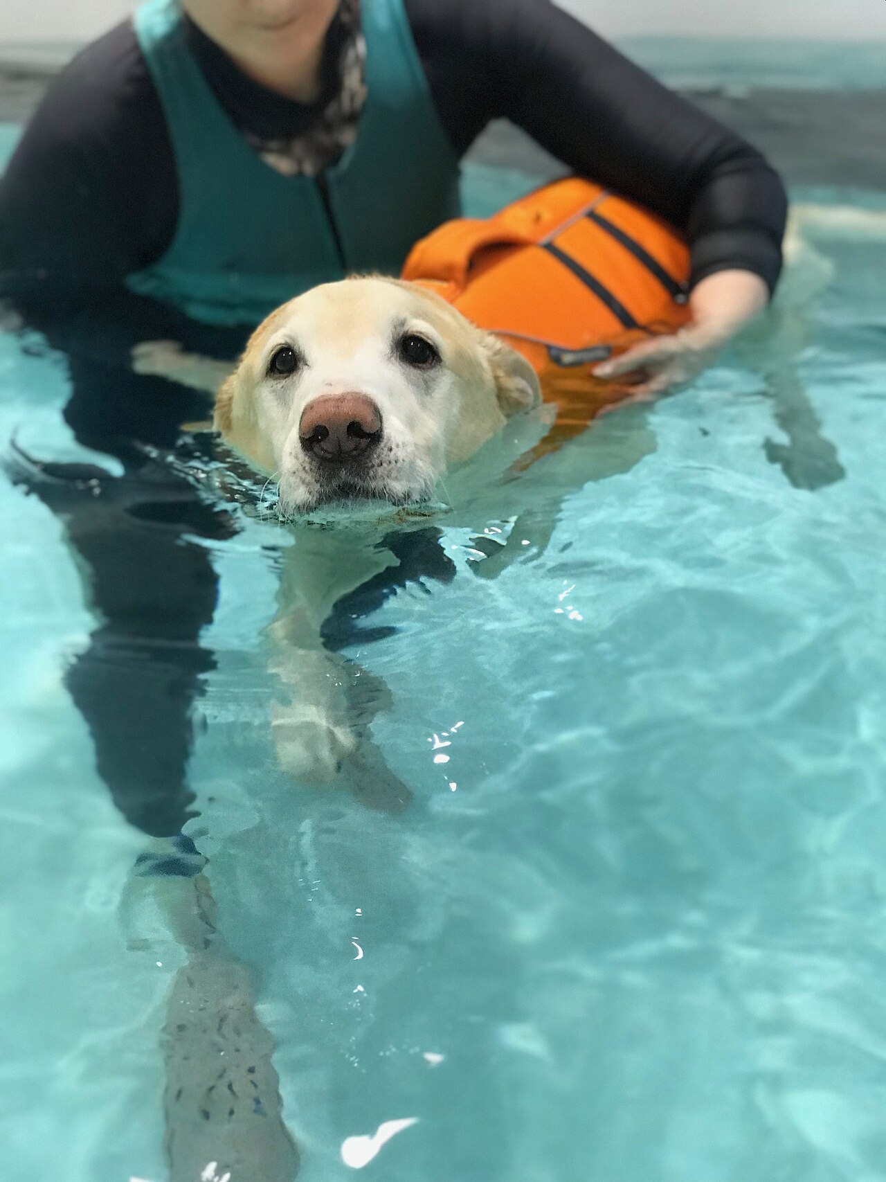 Cão realizando sessão de hidroterapia como parte do tratamento ortopédico