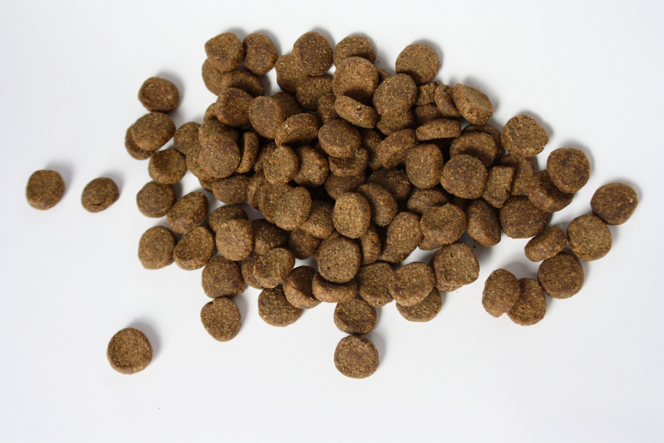 Ração seca (kibble) para cães em close-up