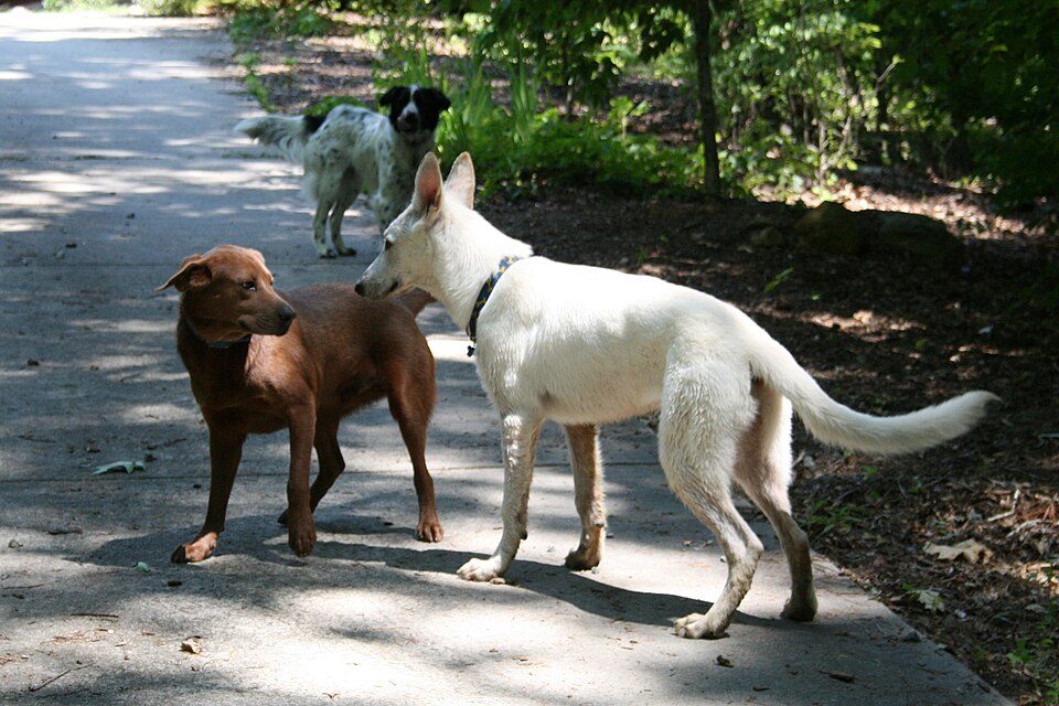 Dois cachorros se encontrando em local neutro durante apresentação
