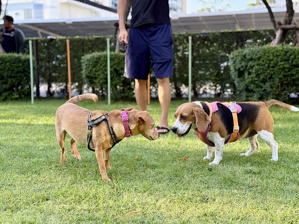 Dois cachorros se farejando em parque durante primeiro encontro