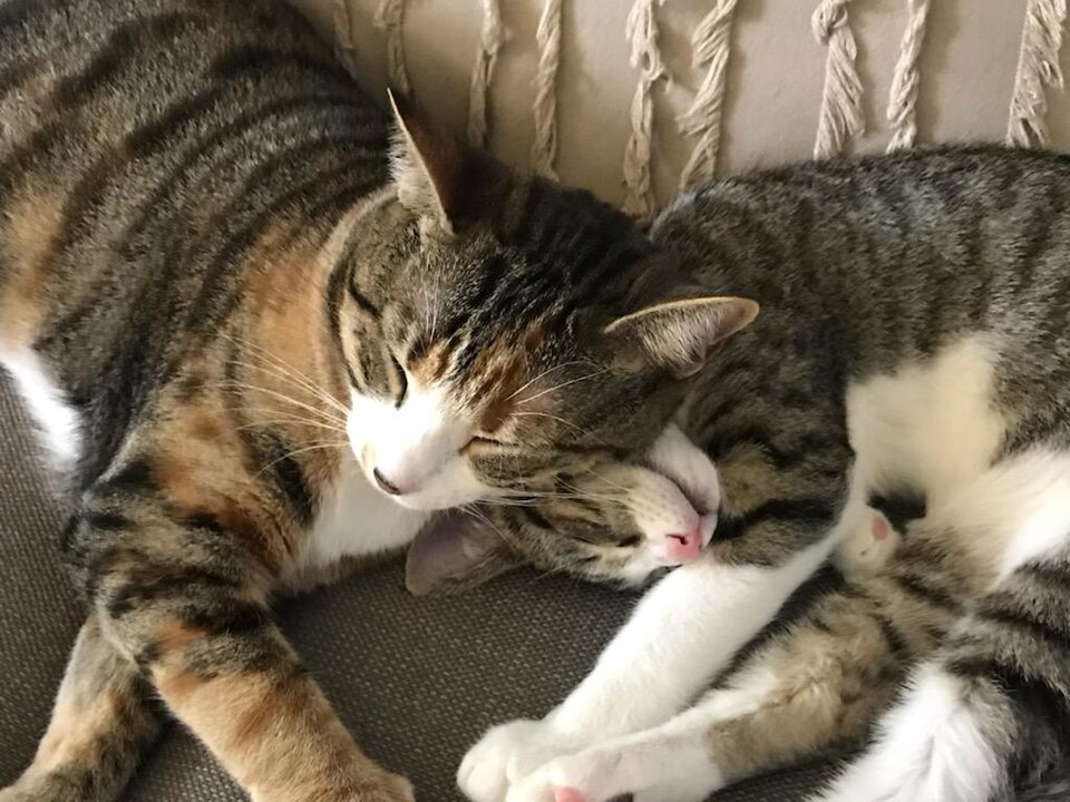 Dois gatos aconchegados juntos após adaptação bem-sucedida