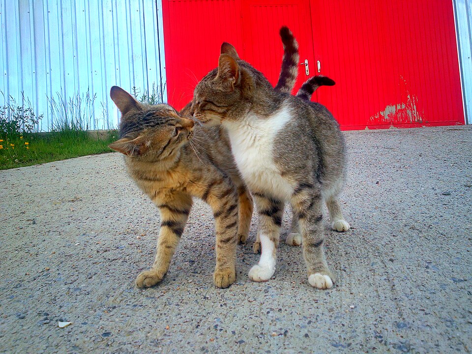 Dois gatos farejando o nariz um do outro durante apresentação