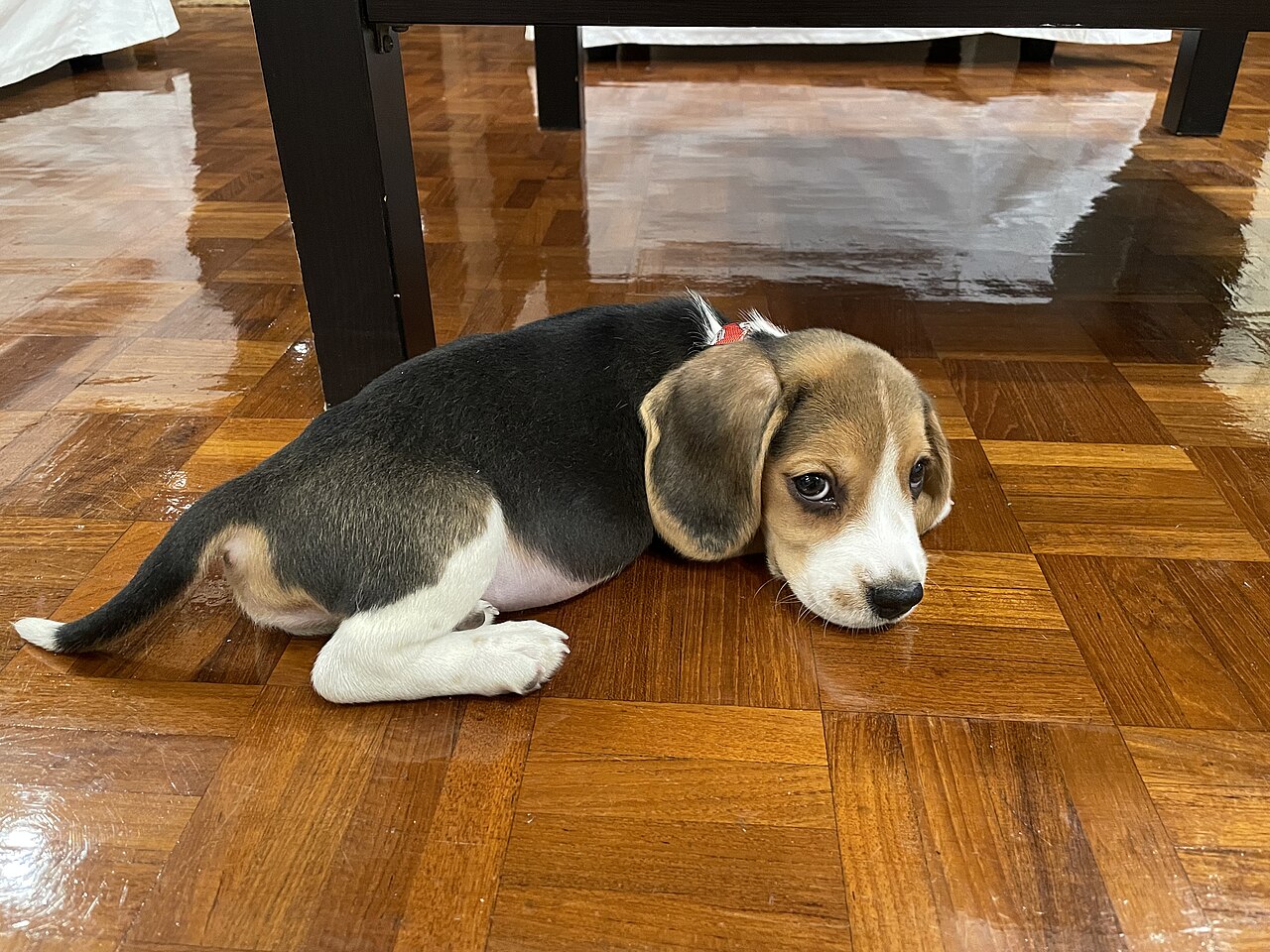 Filhote de cachorro deitado no chão de casa