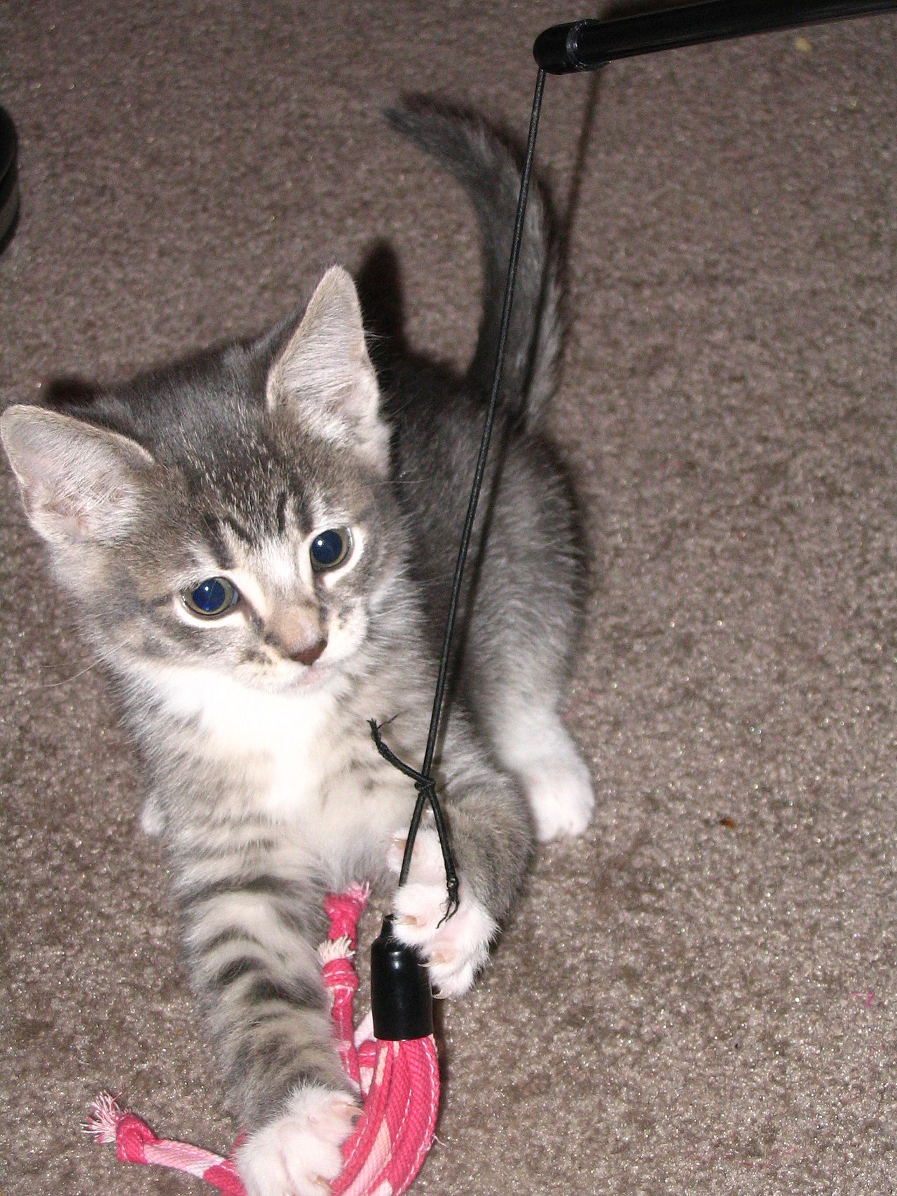Filhote de gato brincando com brinquedo de vareta