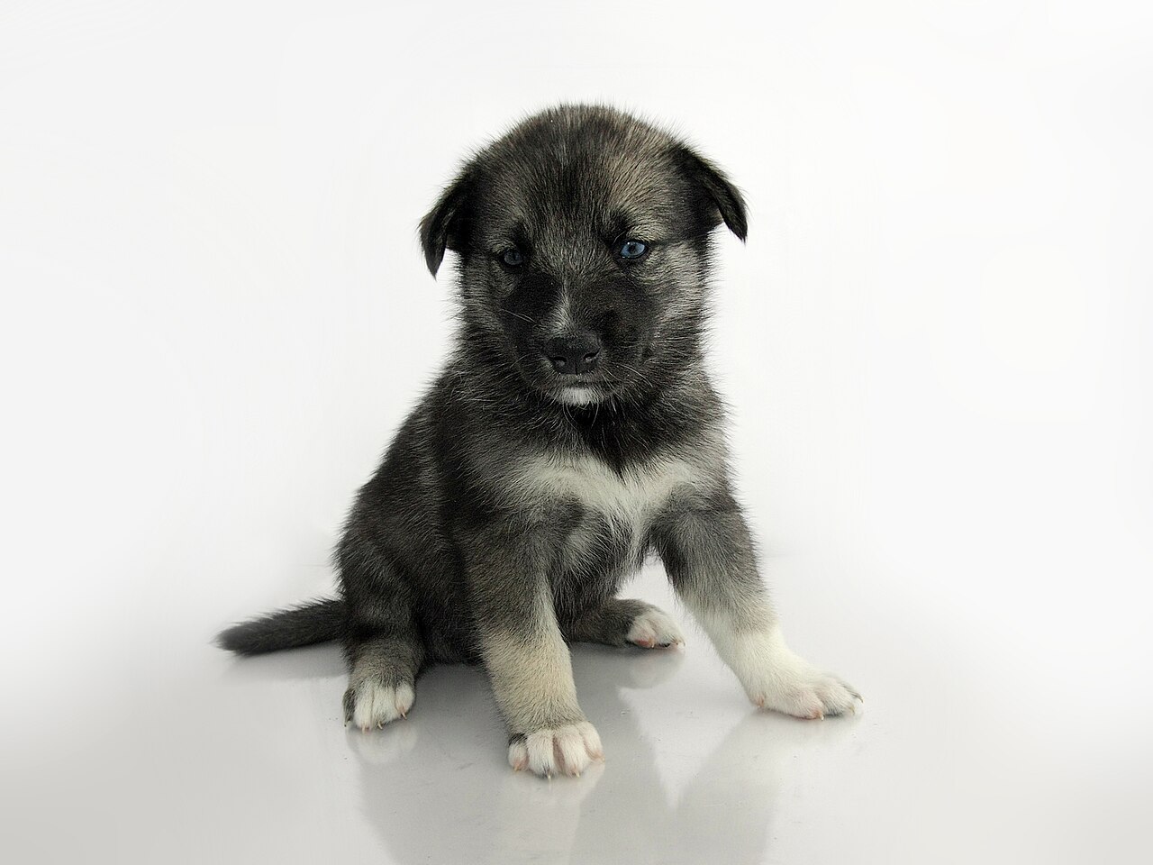 Filhote de cachorro cruzado de Keeshond com Husky Siberiano