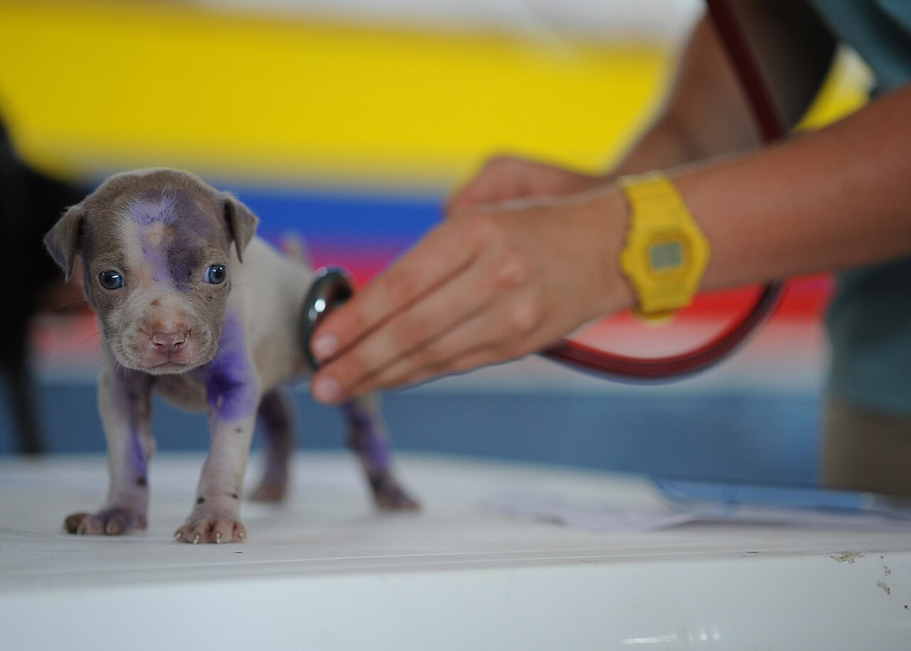Filhote de cachorro sendo examinado por veterinaria com estetoscopio