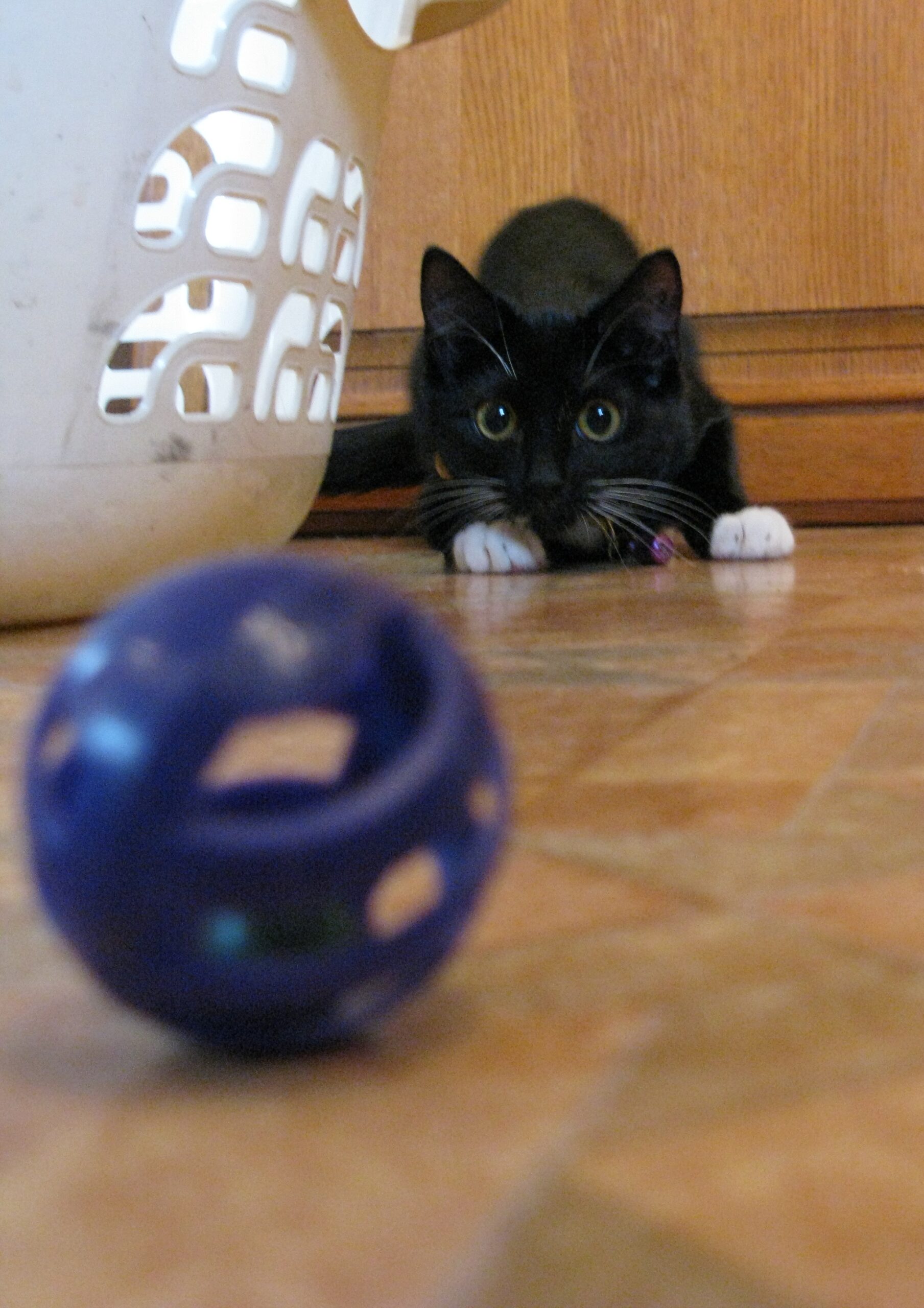 Filhote de gato brincando com brinquedo interativo