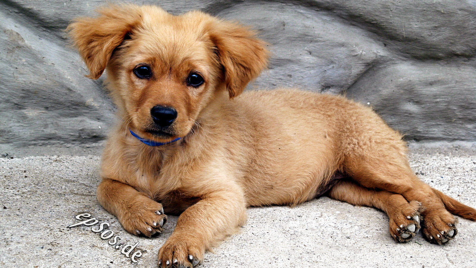 Filhote de Golden Retriever