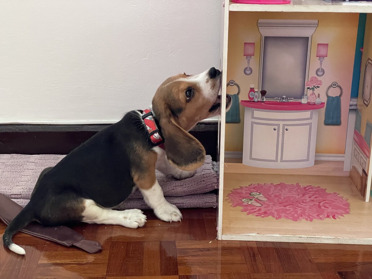 Filhote de cachorro mastigando um brinquedo