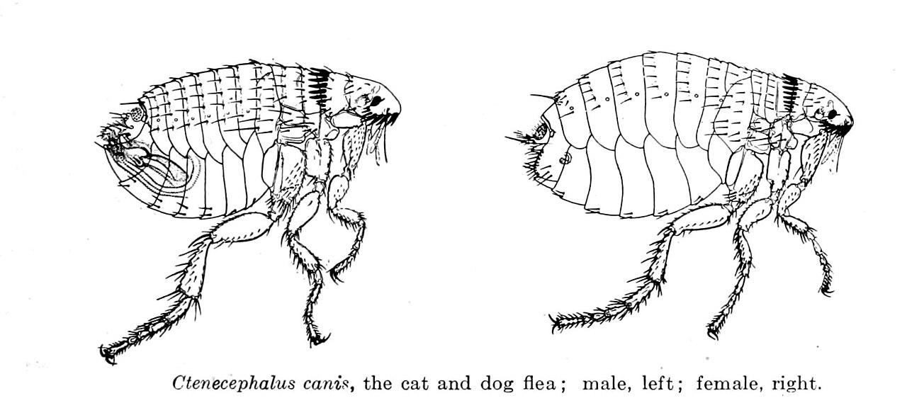 Pulga Ctenocephalides canis em detalhe