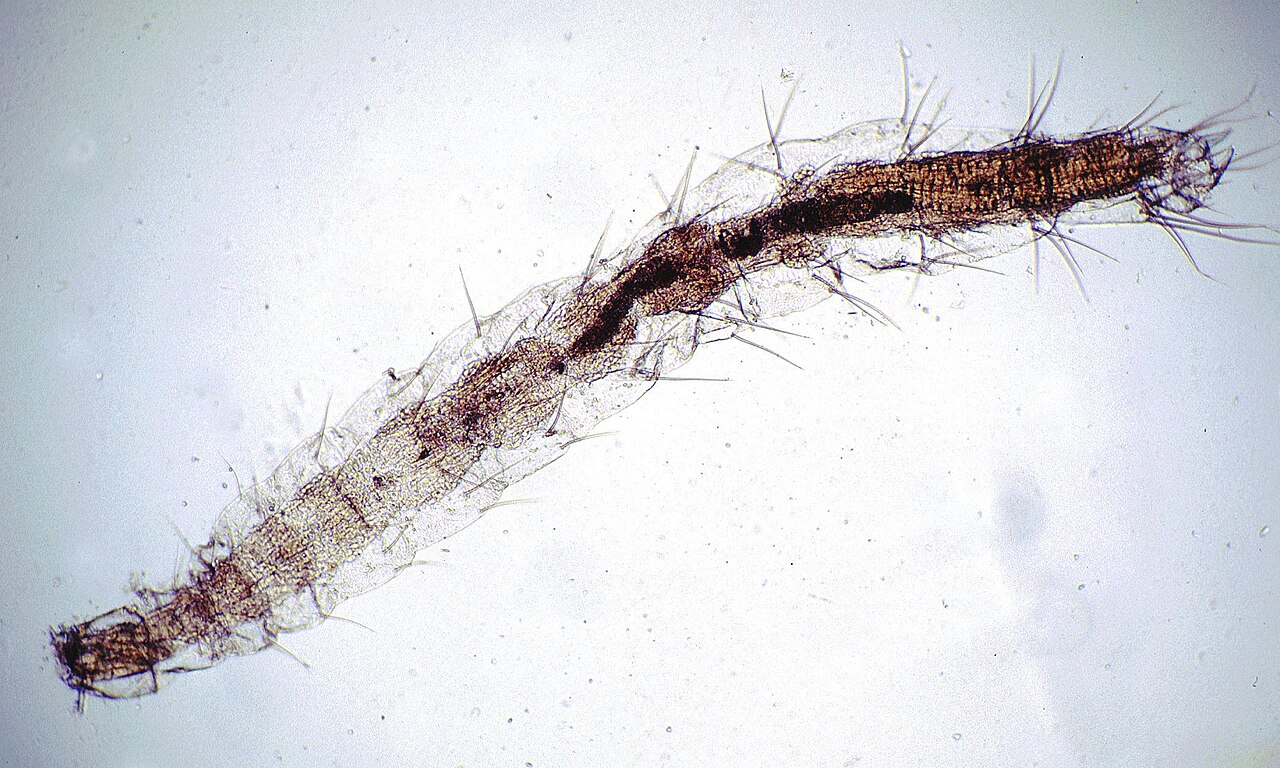 Larva de pulga, estágio do ciclo de vida que se desenvolve no ambiente