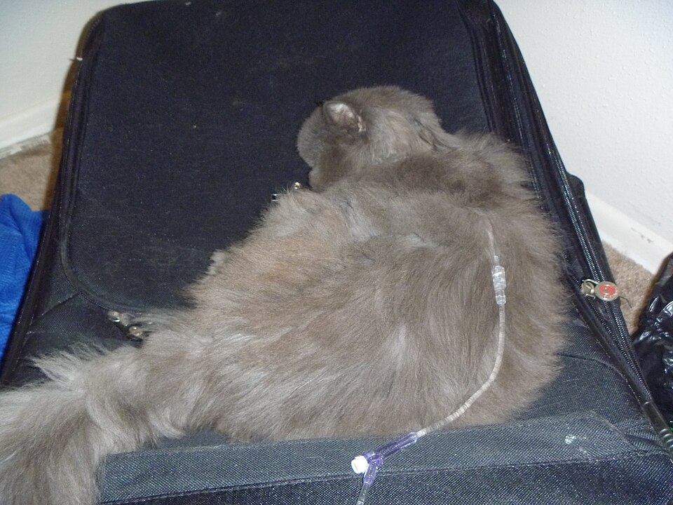 Fluidoterapia subcutânea aplicada em gato com doença renal